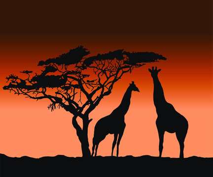 Vector Silhouettes Of Giraffes At Sunset