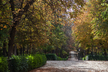 camino con árboles y hojas en otoño