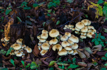 False mushrooms grew on a stump. Poisonous, inedible mushrooms.