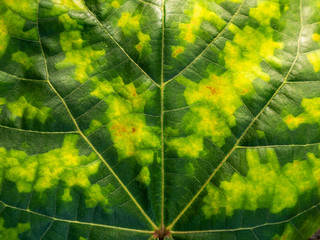 Leaf of Bodhi Colored Like Camouflage