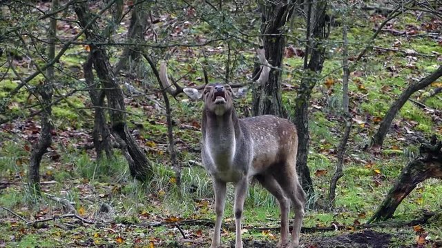 wild fallow deer stags during Autumn rutting season in European forest