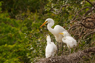 Great Egret nest with young chicks