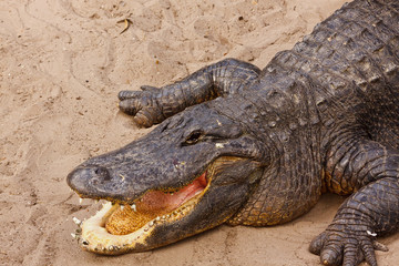 American Alligator, Alligator mississippiensis