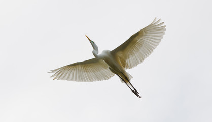 Greatv Egret Soaring with wings spread