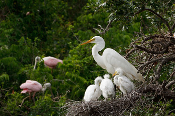 Great Egret nest with young chicks