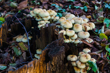 False mushrooms grew on a stump. Poisonous, inedible mushrooms.