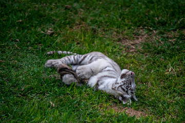 tiger cub playing in the jungle