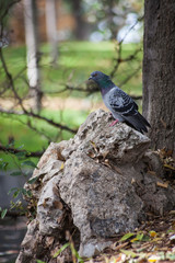paloma sobre piedra