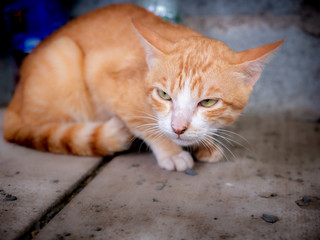 Yellow Stray Cat Lost his Way