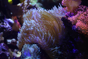 PRIMO PIAMO DI UN CORALLO COLORATO IN ACQUA