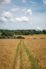 Fototapeta premium A pathway through a field of cereal crops in Sussex