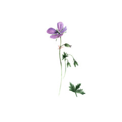 Botanical watercolor illustration of lilac geranium flowers and green leaves isolated on white background. Could be used as decoration for web design, cosmetics design, package, textile