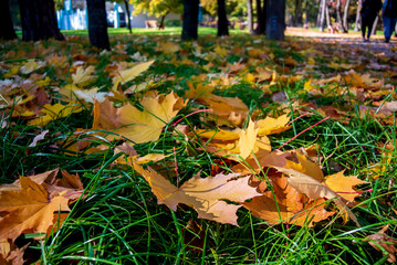 Autumn. Yellow leaves on a background of green grass