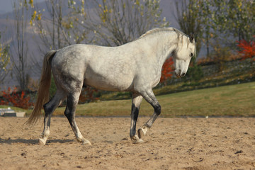 a beautiful horse dancing, a white stallion shows a collection step, piaffe, strength and power embodied in a horse, a classical riding school in freedom