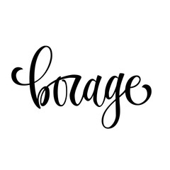 Hand drawn spice lettering - Borage. Vector lettering design element. Isolated calligraphy scrypt stile word.