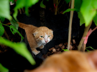 Local Yellow Cat  Defenders Frighten The Visitor Cat