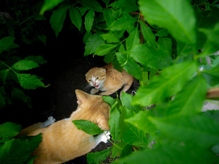 Local Yellow Cat  Defenders Frighten The Visitor Cat