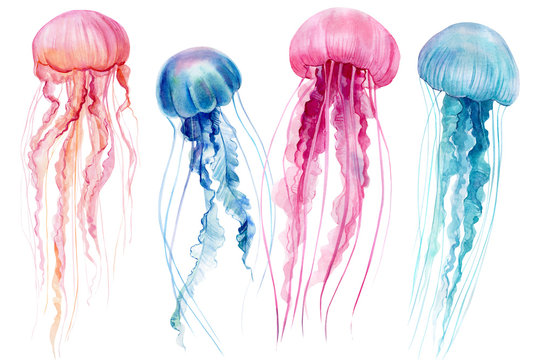 Jellyfish - Color:. by JessFox on DeviantArt