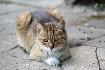 Feral tabby cat sitting outside on stone