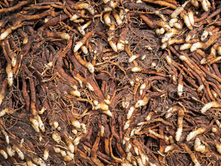 Pattern of Roots Spreading on The Ground