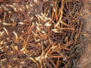 Pattern of Roots Spreading on The Ground