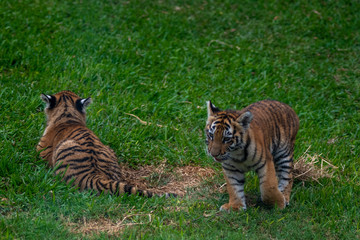 tiger cub playing in the jungle