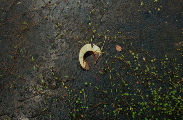 Straw hat in the Lake water near Angkor Wat temple
