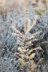 Frosted Larch