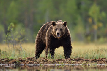 Plakat European brown bear (Ursus arctos) at summer scenery