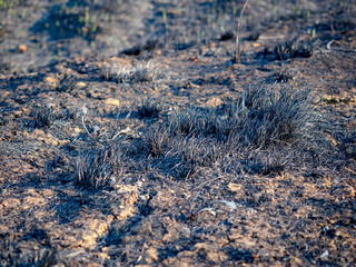 Scorched earth, spring fires. A field with burnt grass. The destruction of insects.