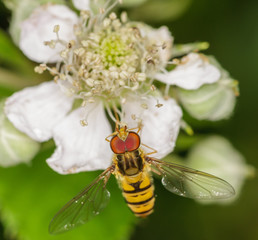 Gartenschwebefliege