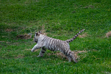 tiger cub playing in the jungle