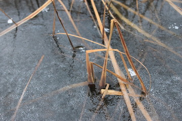 The reeds were frozen in ice, transparent dark ice