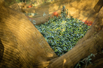 Raccolta olive verdi in Puglia	