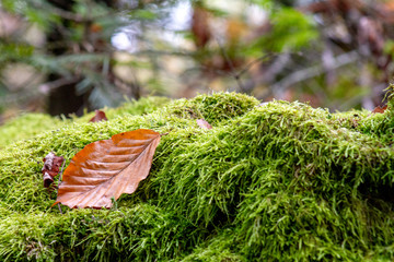 leaf on moss