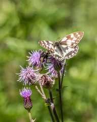 Schachbrettfalter und Igelfliege