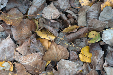 Background of colorful leaves. Autumn photo taken in the forest