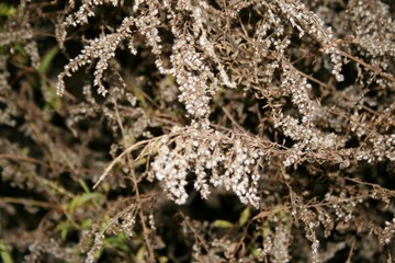Fototapeta premium Autumn gray bush a withered dry plant