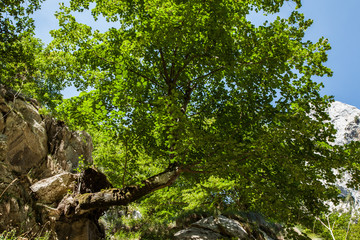 paisaje en Ruta del Cares entre Asturias y León