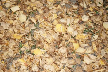 Autumn yellow leaves lying on the ground