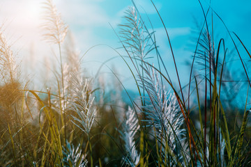 The beautiful grass flowers are swaying in the meadow in sunset time.