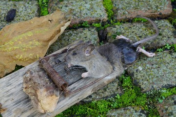 Rat in a trap. A large gray rat, killed in a trap of a large mousetrap outside. The rat in a rattrap.