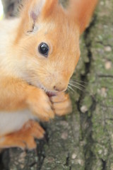  squirrel on a tree, squirrel eating a nut