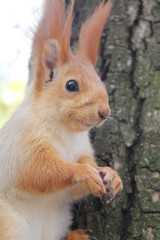  squirrel on a tree, squirrel eating a nut