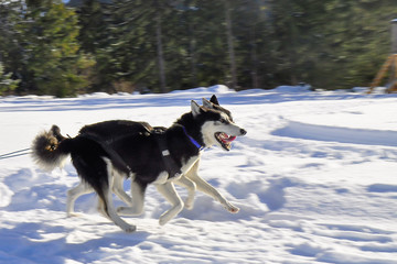 Fototapeta na wymiar Dog sledding with huskies in beautiful winter country. 