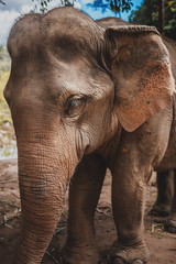 Fototapeta na wymiar elephant in chiang mai Thailand Elephant Sanctuary