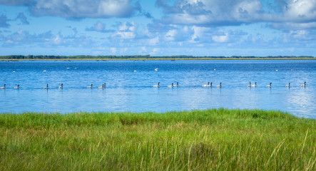 Landscape with swans in pond in sunny day