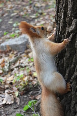  squirrel on a tree, squirrel eating a nut