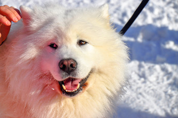 Detail picture of samoyed head. The Samoyed is a breed of large herding dog, from the spitz group. It takes its name from the Samoyedic peoples of Siberia. Winter freezing weather. 