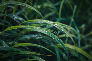 Water drops on the green grass